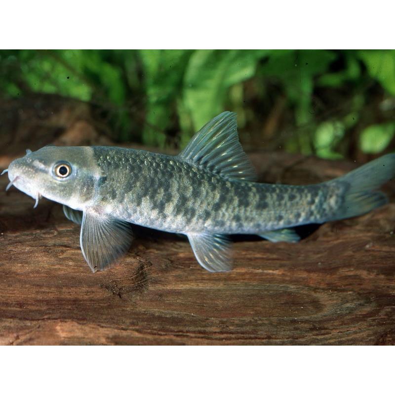 Garra rufa - imagine 3